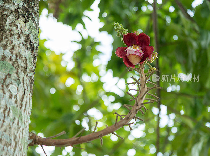 Sala花的学名为Couroupita guianensis，也有粗心树、塔拉树、龙颚树等别称，英文名为炮弹树